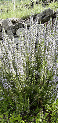 Strauch mit weißen Blueten - Im Hintergrund Steinmauer